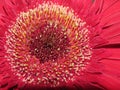 The beautiful flower of red gerbera close-up.
