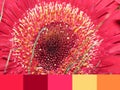 The beautiful flower of red Gerbera close-up. The color palette of tones.