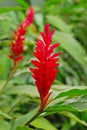 Beautiful Flower of Red Ginger Plant