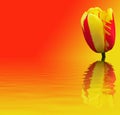 Beautiful flower on red - yellow background Royalty Free Stock Photo