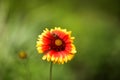 Beautiful flower of red-yellow color on a blurred green background in the park Royalty Free Stock Photo