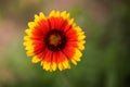 Beautiful flower of red-yellow color on a blurred green background in the park Royalty Free Stock Photo