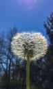 Beautiful flower retaining the petals before being blown by the wind