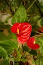 Beautiful flower room red anthurium flowers