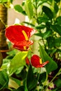 Beautiful flower room red anthurium flowers