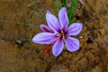 Beautiful flower saffron growing for harvest of spice