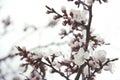 beautiful flower, sakura season and cherry blossom in japan (soft focus, vintage photo) Royalty Free Stock Photo