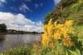 Beautiful Flower and Scene of River Dee - Aberdeen