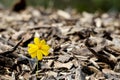 Beautiful flower seedling growing Royalty Free Stock Photo