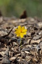 Beautiful flower seedling growing Royalty Free Stock Photo