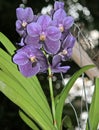 Beautiful flower shape.  Large, spotted blue flowers and buds in the garden. Royalty Free Stock Photo