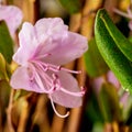 Beautiful flower of Siberian wild rosemary Rhododendron Ledebourwith bright delicate spring pink flowers close-up. Royalty Free Stock Photo