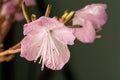 Beautiful flower of Siberian wild rosemary Rhododendron Ledebourwith bright delicate spring pink flowers close-up. Royalty Free Stock Photo