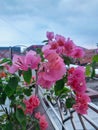 The Beautiful flower and the sky