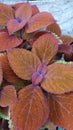 Beautiful flower of Solenostemon scutellarioides