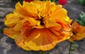 Beautiful flower spring-blooming orange pion-shaped tulip