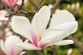 Pure blossom of white pink magnolia