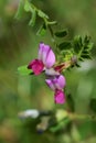 Vetch