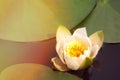 A beautiful flower in a summer pond. White water lily in the lake. Water white lilies in the sun, close-up Royalty Free Stock Photo