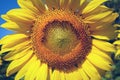 Beautiful flower, sunflower blooming in garden