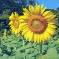 Beautiful flower, sunflower blooming in garden