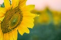 Beautiful flower of a sunflower closeup on a blurred plant background Royalty Free Stock Photo