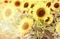 Beautiful Flower Of Sunflower In Field Closeup