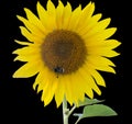 Beautiful flower sunflowers on a black Royalty Free Stock Photo