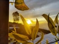 Beautiful flower and sunrise at sumbing mountain basecamp