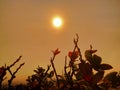 Beautiful flower with sunrise view at slamet mountain