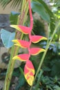 Beautiful flower of Thailand - Heliconia rostrata also known as hanging lobster claw or false bird of paradise