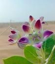 Beautiful flower of thar desert Royalty Free Stock Photo