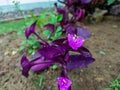 Beautiful flower tree with bright purple flowers