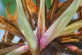 Beautiful flower of tree during flowering season and subsequent fruiting close-up with streaks of sweet attractant for Royalty Free Stock Photo