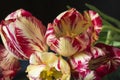 Beautiful flower tulip with blue reflection in glass Royalty Free Stock Photo