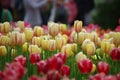 Beautiful flower tulips