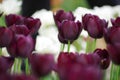 Beautiful flower tulips