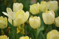 Beautiful flower tulips