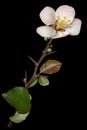 Beautiful flower and twig of crabapple, isolated on black background