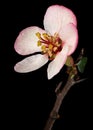 Beautiful flower and twig of crabapple, isolated on black background