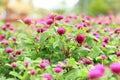 Beautiful flower for valentine festive,close up many magenta Gomphrena blooming in the garden backyard