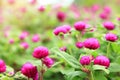 Beautiful flower for valentine festive,close up many magenta Gomphrena blooming
