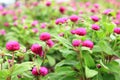 Beautiful flower for valentine festive,close up many magenta Gomphrena blooming in the garden backyard