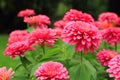 Beautiful flower for valentine festive,close up many pink zinnia flower bloom