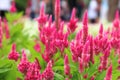 Beautiful flower for valentine festive,morning time with close up many red Plumed Celosia blooming