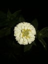 Beautiful Flower variety zinnia single pastel