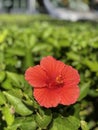 Beautiful flower from vero beach. Kimpton hotel