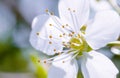 Beautiful flower is very close, blooming apple tree in macro