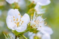 Beautiful flower is very close, blooming apple tree in macro