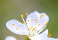 Beautiful flower is very close, blooming apple tree in macro